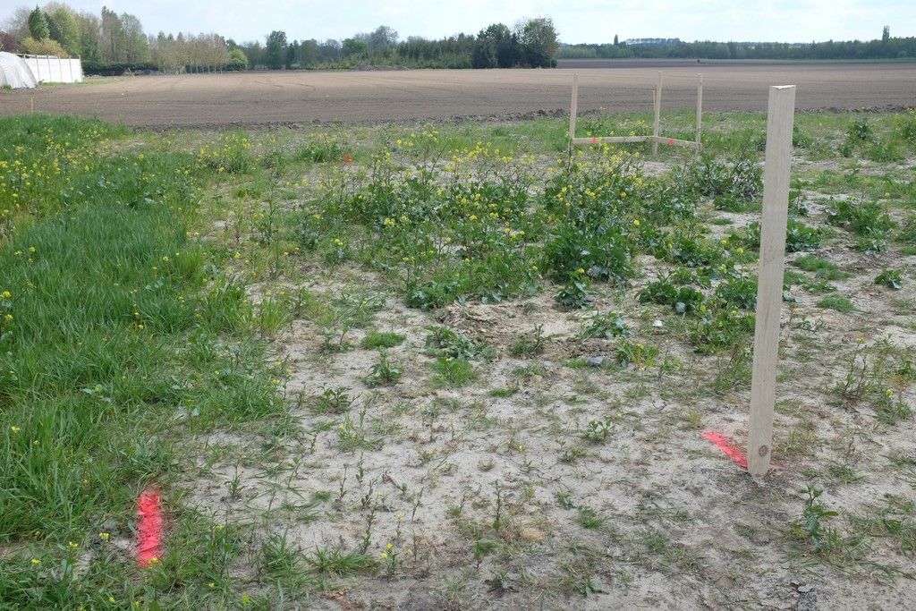 Implantation du pavillon sur le terrain terminée