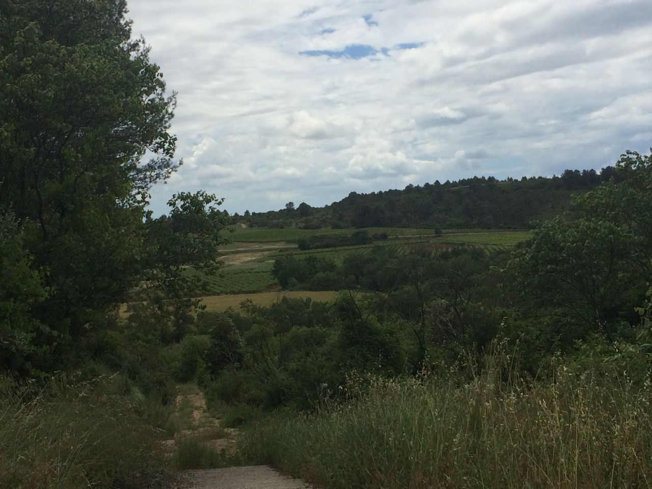 vue sur les vignes depuis le bas du lotissement.