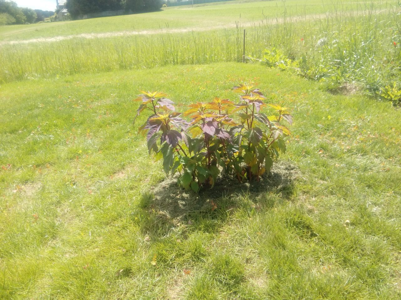 hibiscus