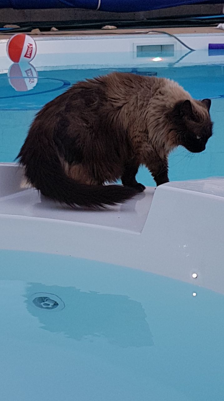le chat examine la nouvelle piscine, le spa est heureusement teint.