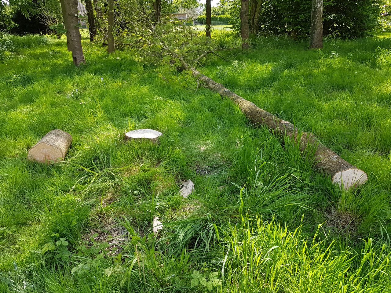 Le deuxime arbre qui gnait, une fois tomb.