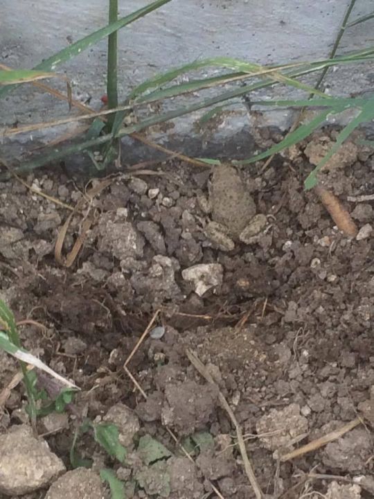 beurk une grenouille dans le jardin !!!! (et pourtant aucune marre au alentour)