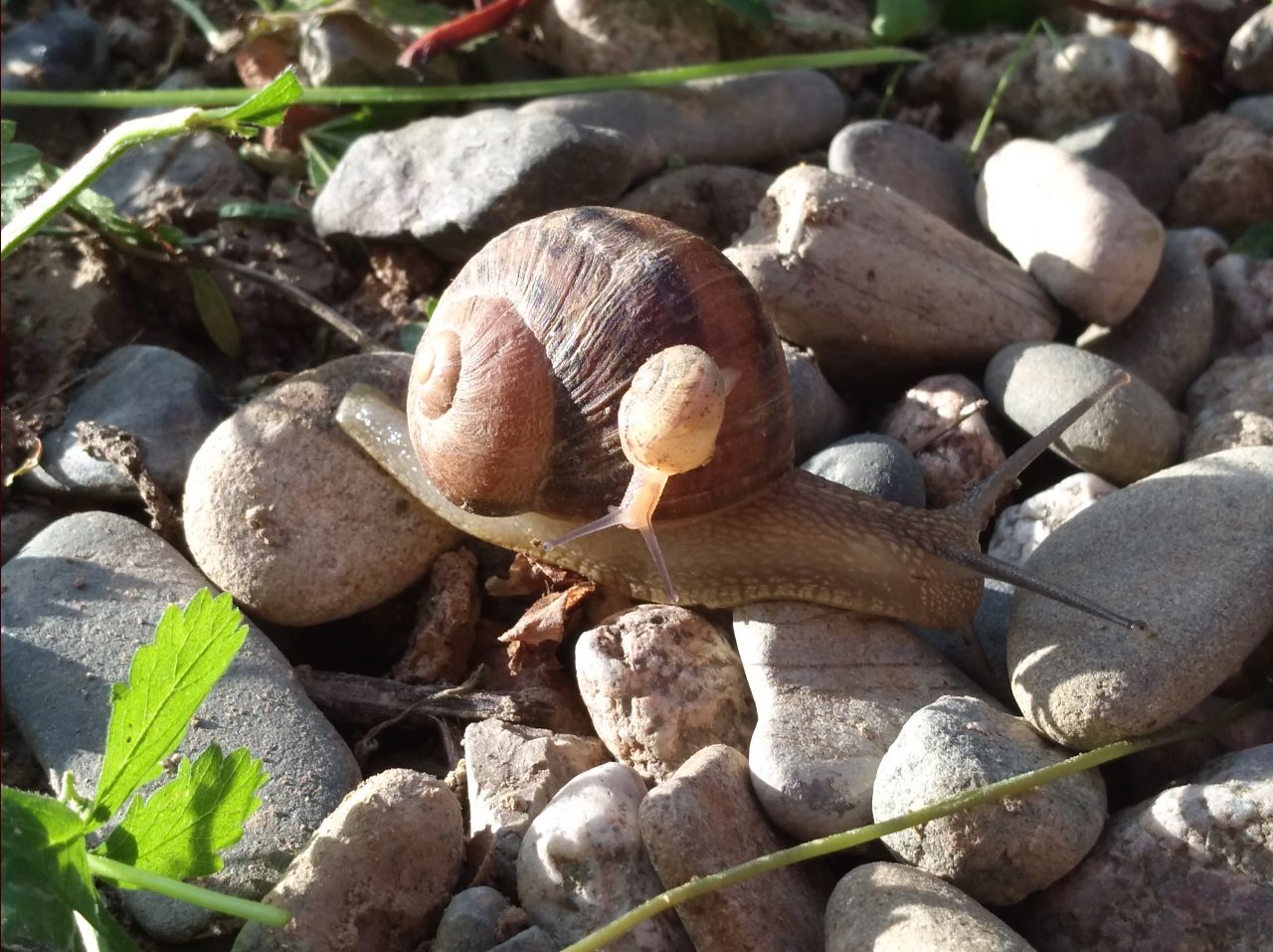 Maman & Bébé escargot