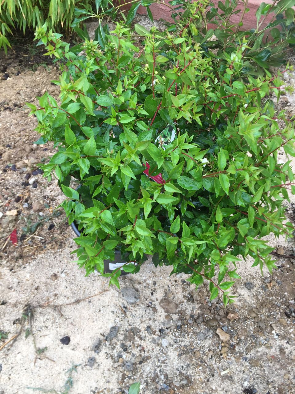 Plantation de 2 Abelia grandifolia