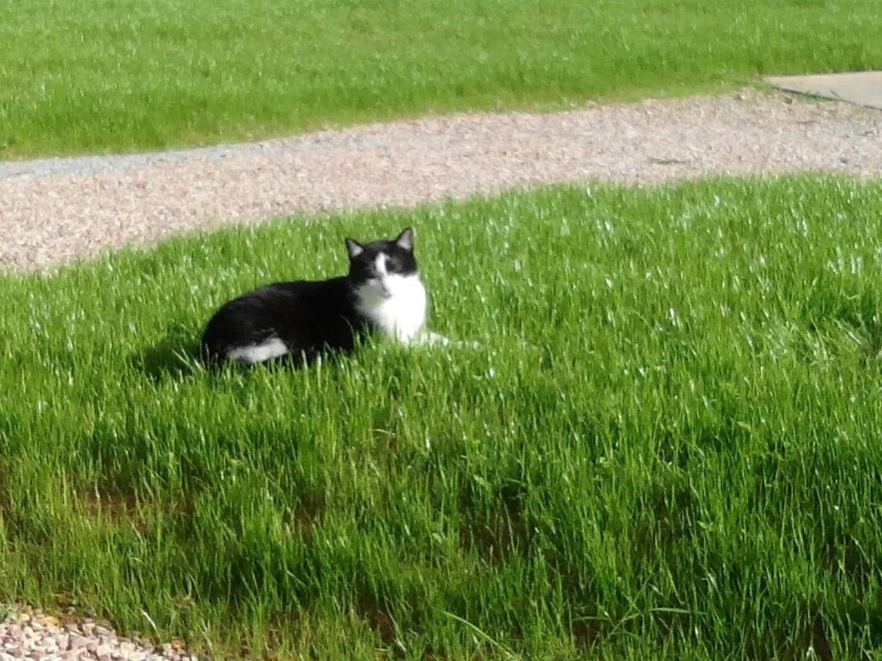 après qq averses de pluie, et rayons de soleil, ça a bien poussé!