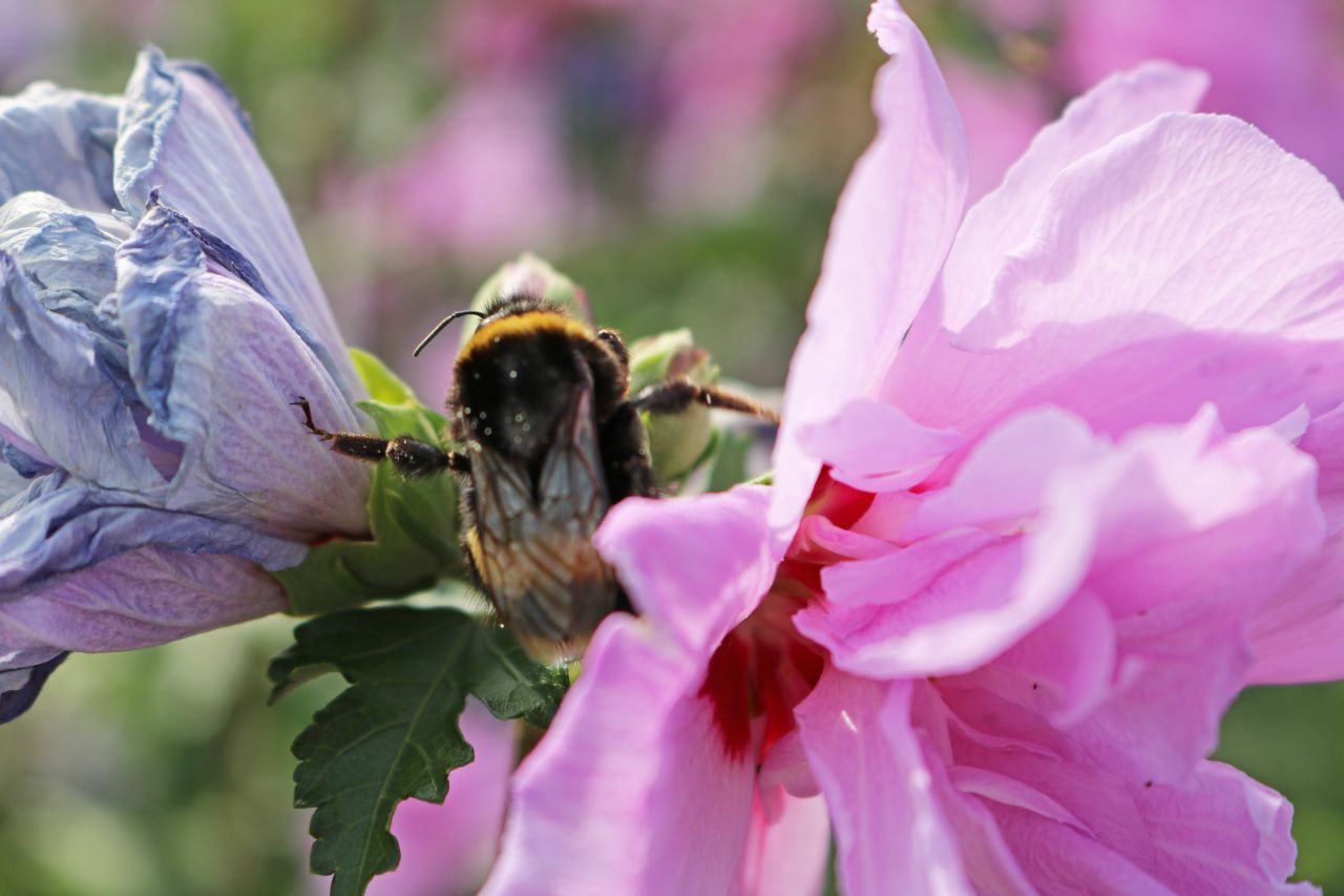 'Ardens' (hibiscus syriacus)