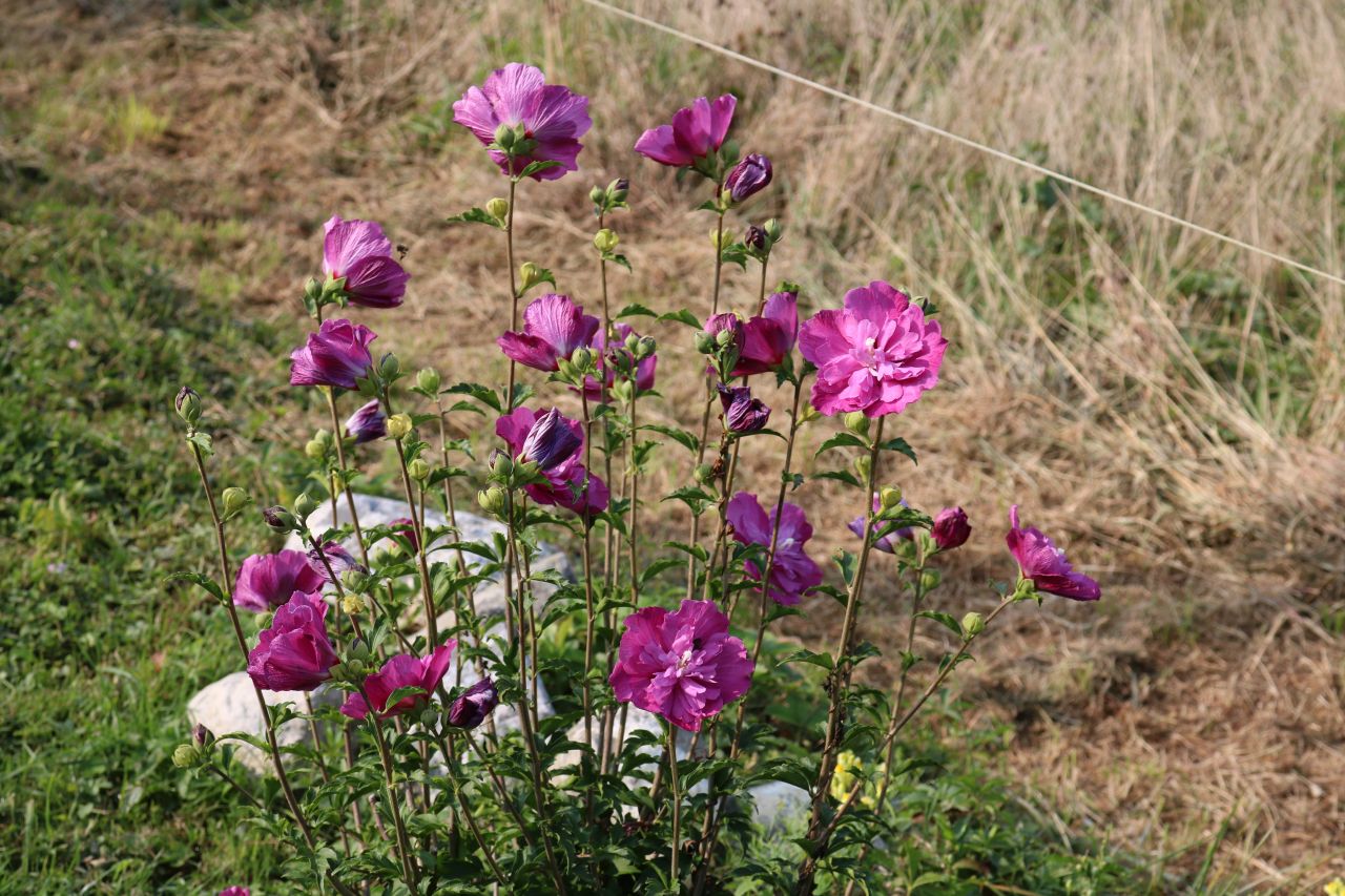 'Purple ruffles' (hibiscus syriacus)