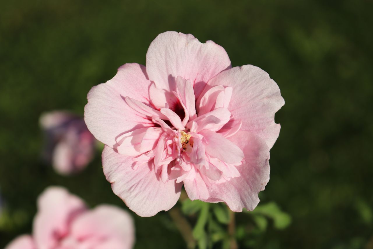 'Pink chiffon' (hibiscus syriacus)