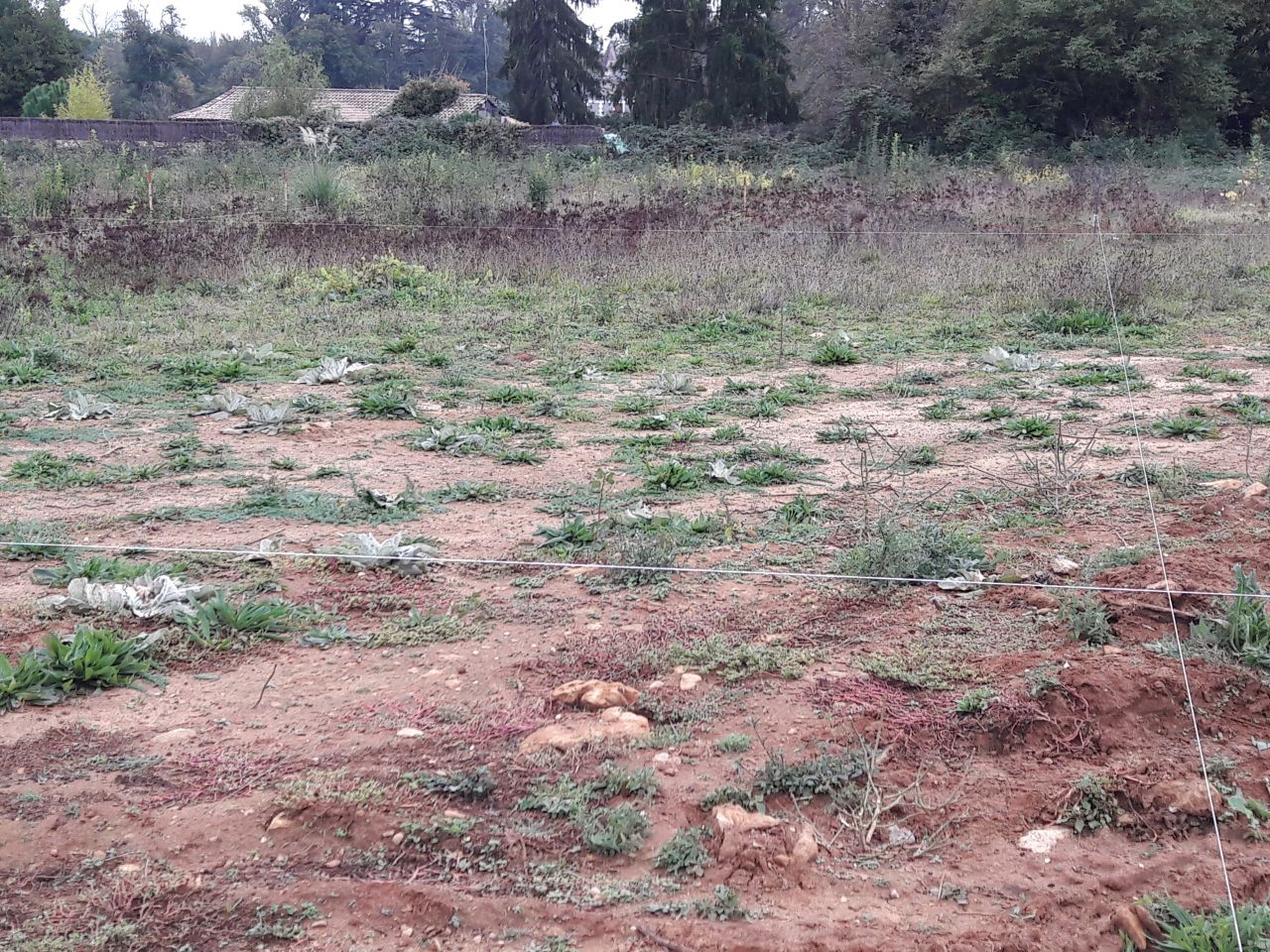 Implantation des piquets et fils tendus