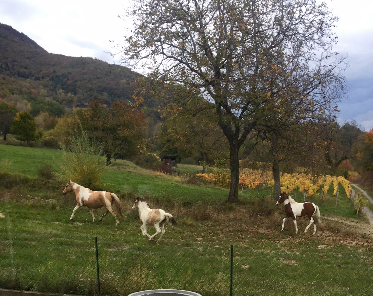 Bonus chevaux