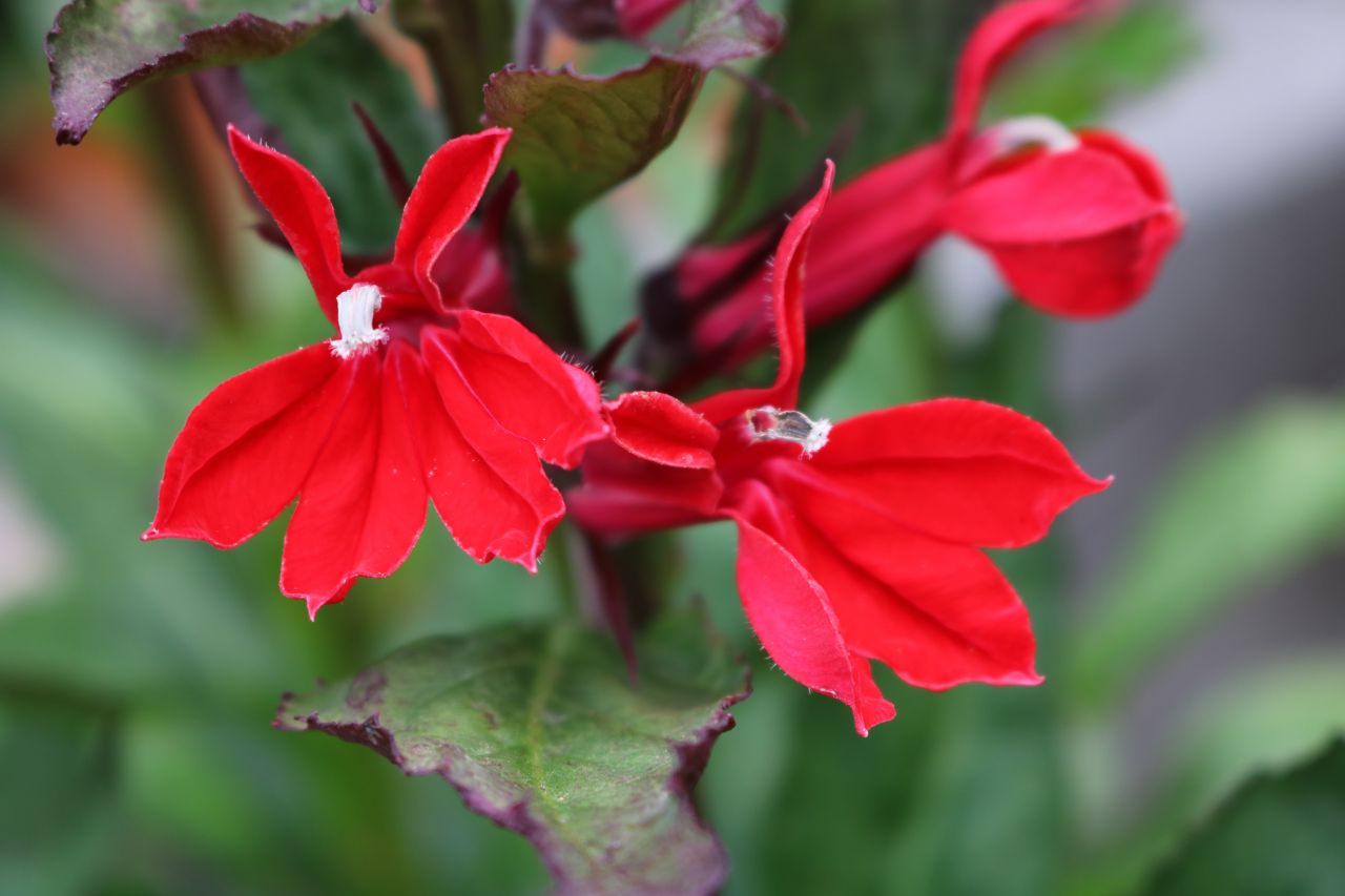 Lobelia cardinalis