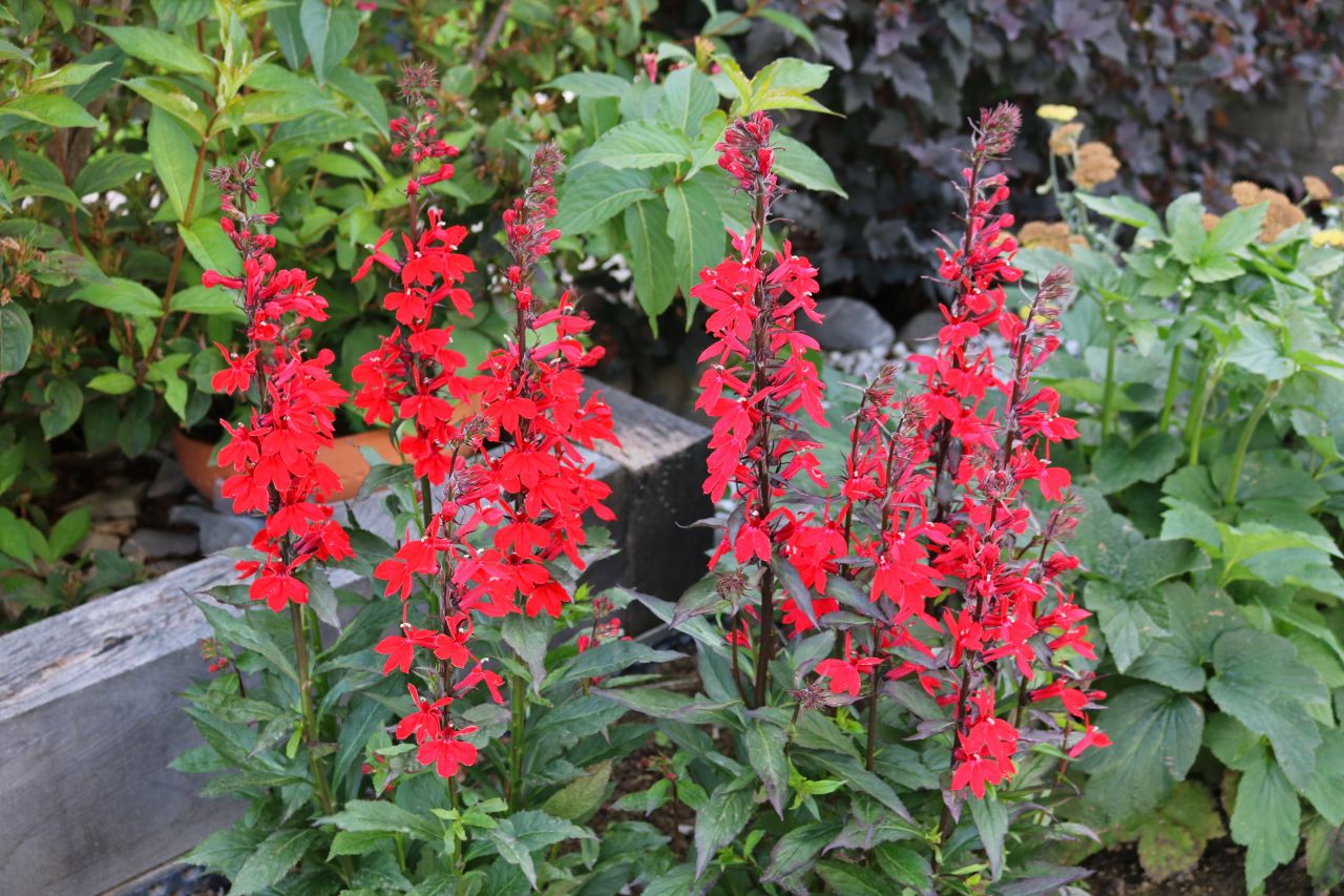 Lobelia cardinalis