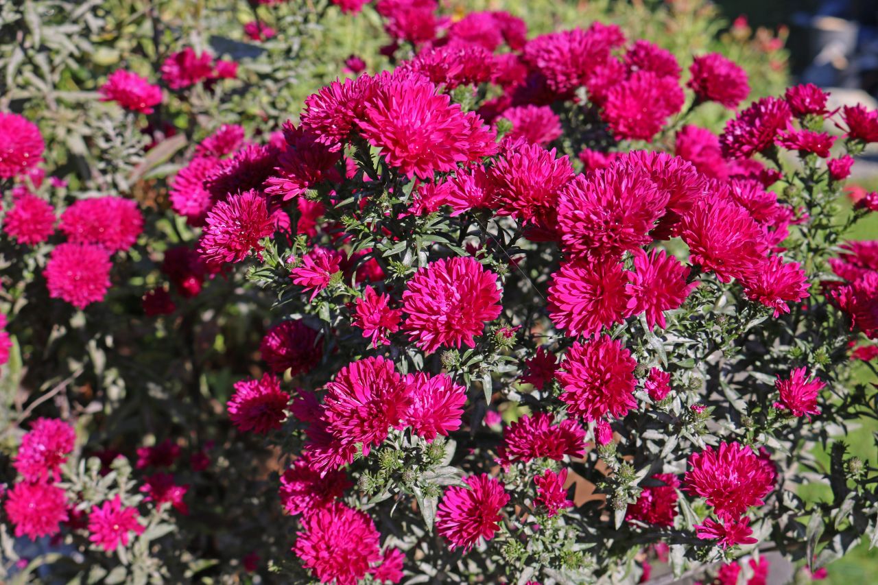 Aster