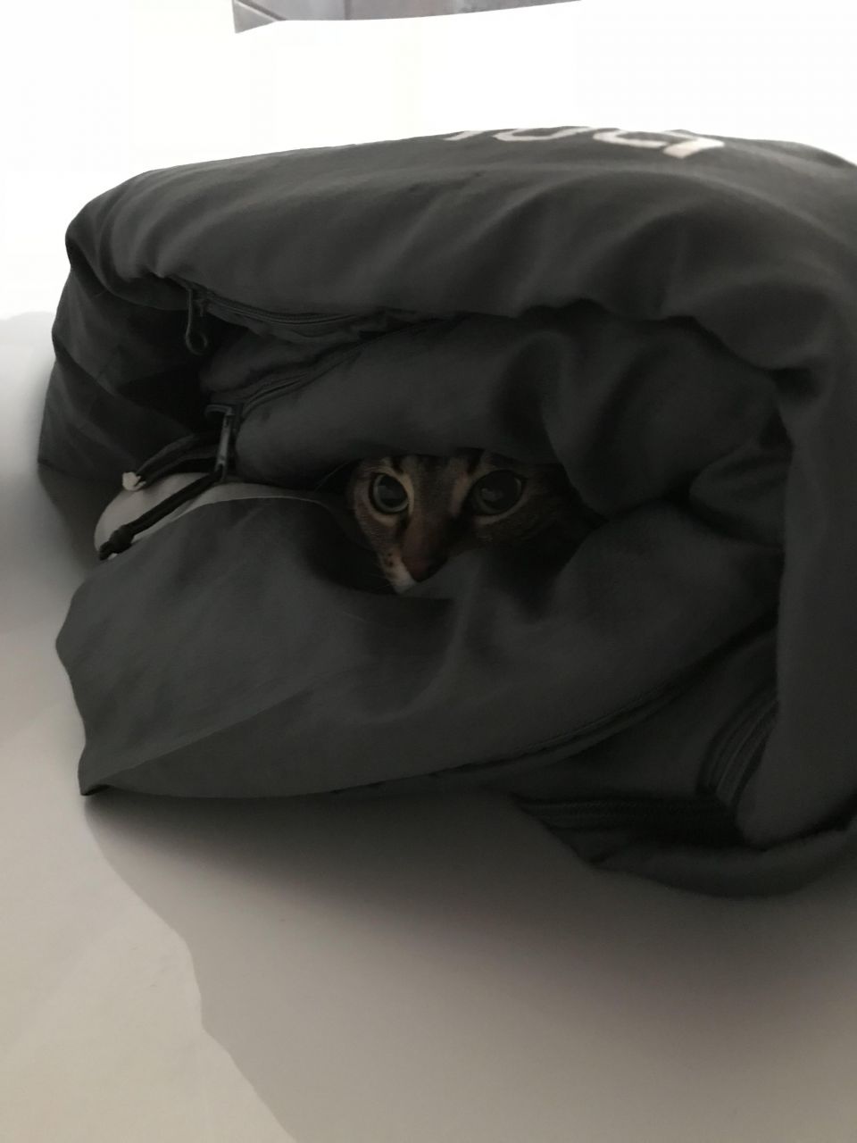 Le chat pas très content... !
