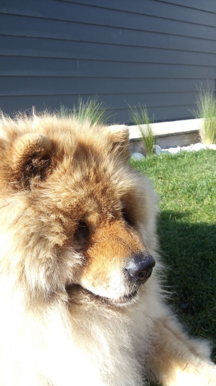 Altaï , notre chowchow de 13 ans