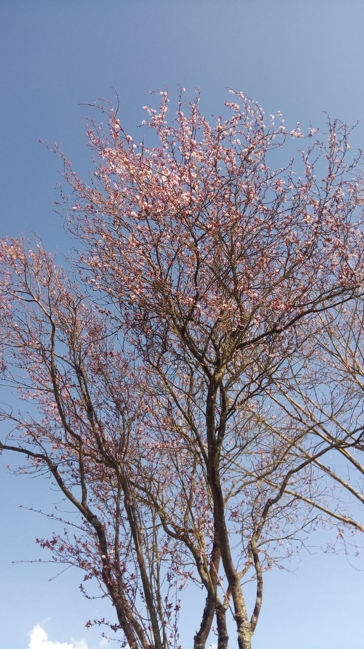 Prunus en fleur...ça sent le printemps