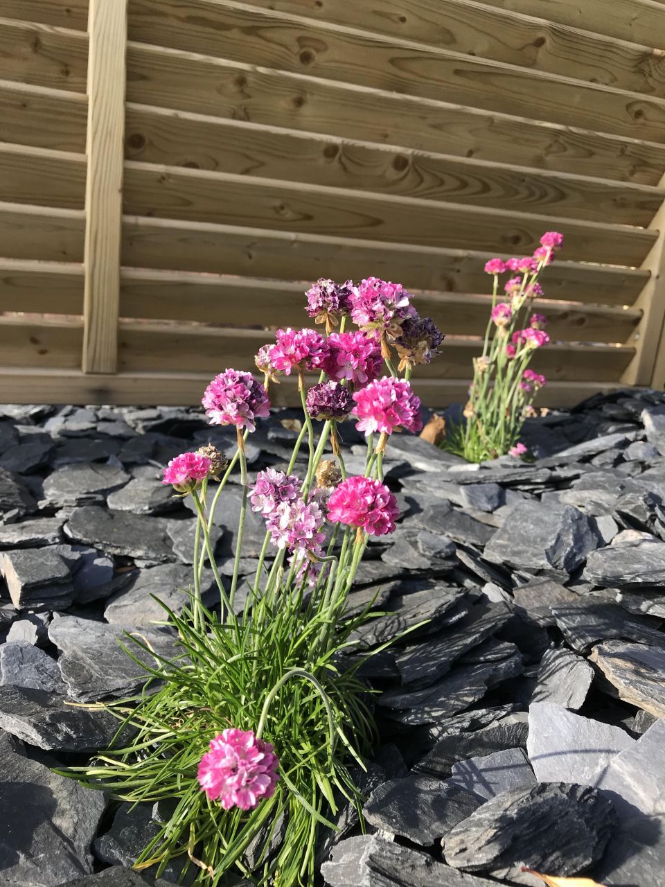 Plantation vivace Armeria maritima