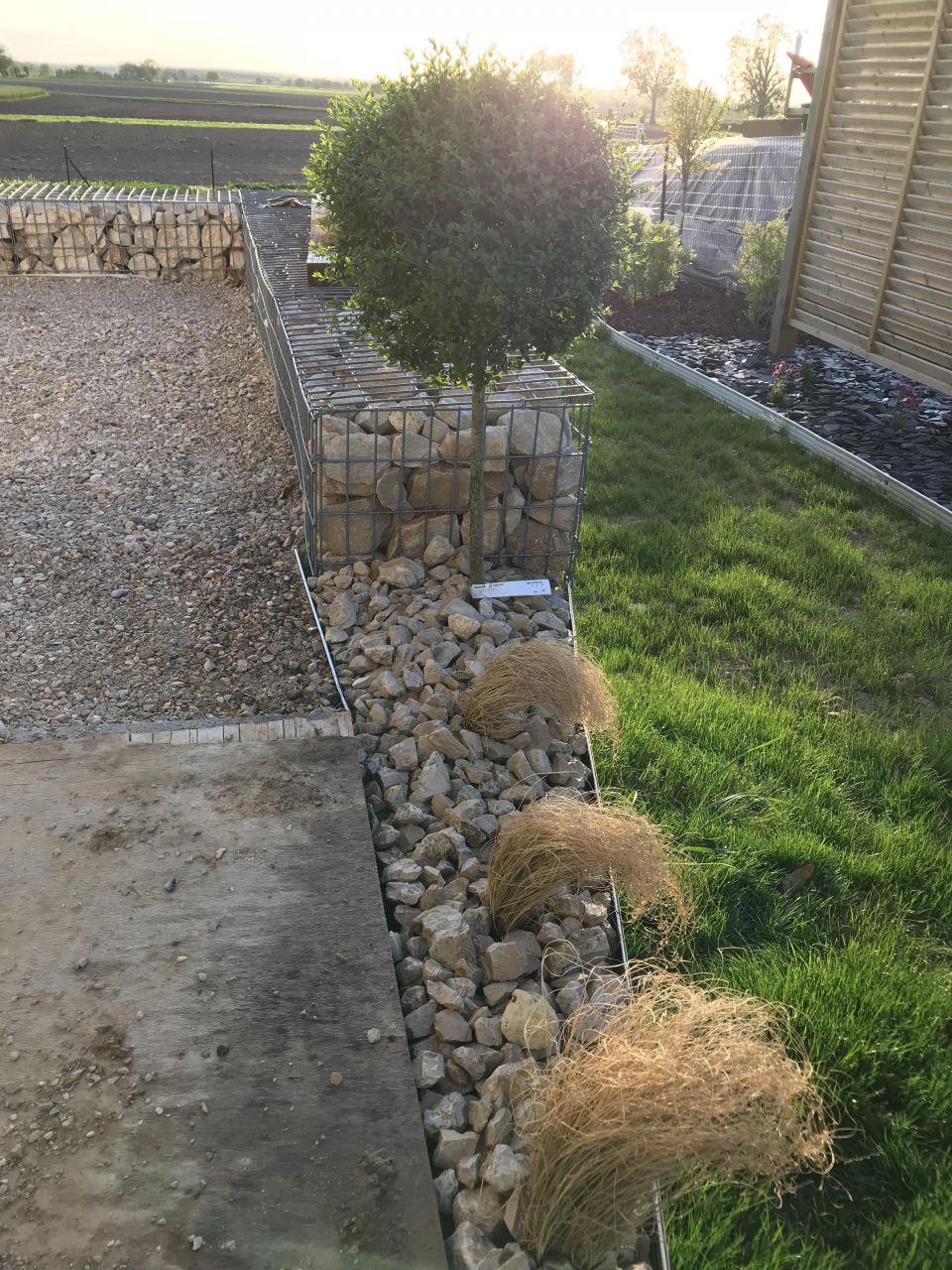 Paillage concassé beige avec graminées et Ligustrum