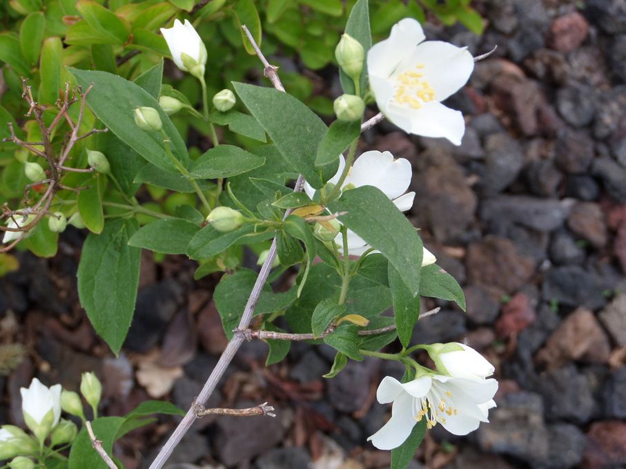 Les fleurs blanches au 29 avril 2018