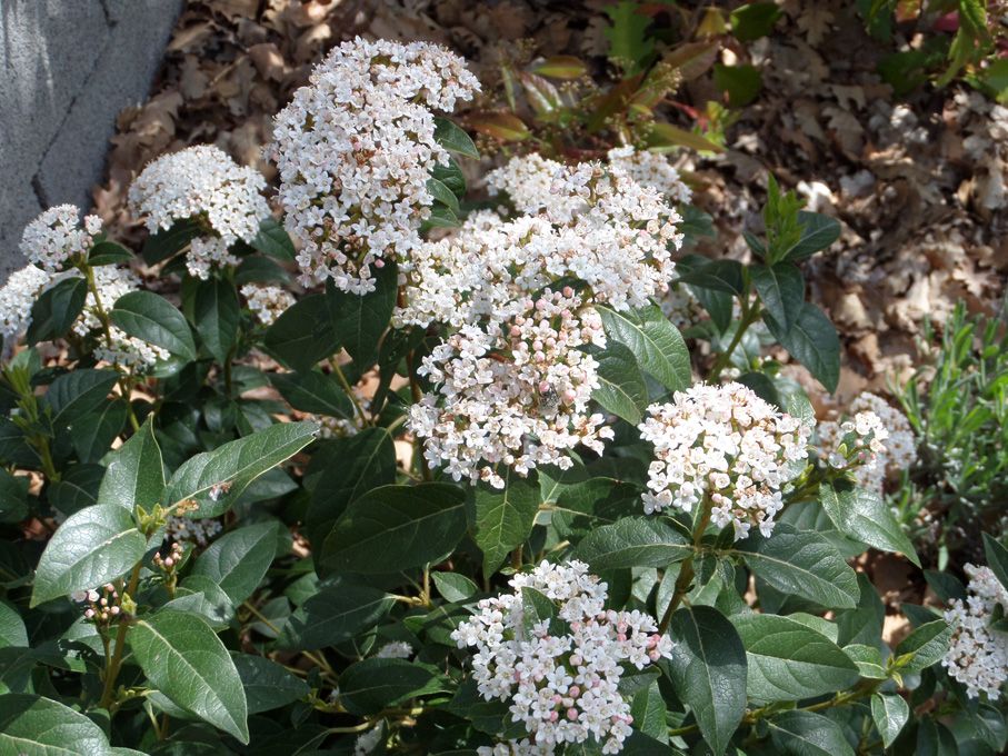 Les fleurs blanches au 29 avril 2018