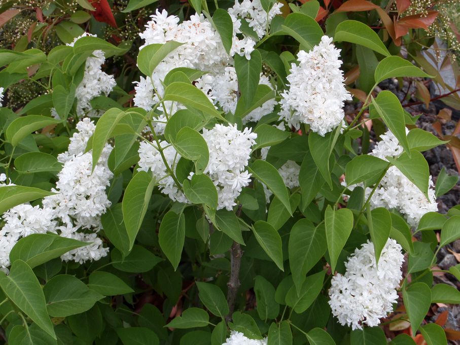 Les fleurs blanches au 29 avril 2018