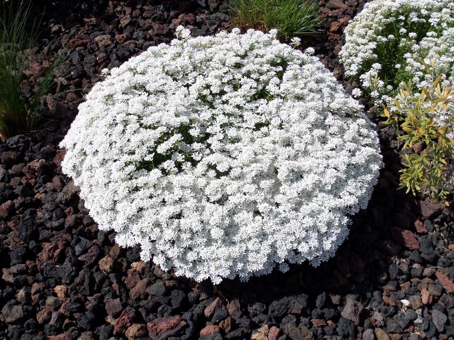 Les fleurs blanches au 29 avril 2018