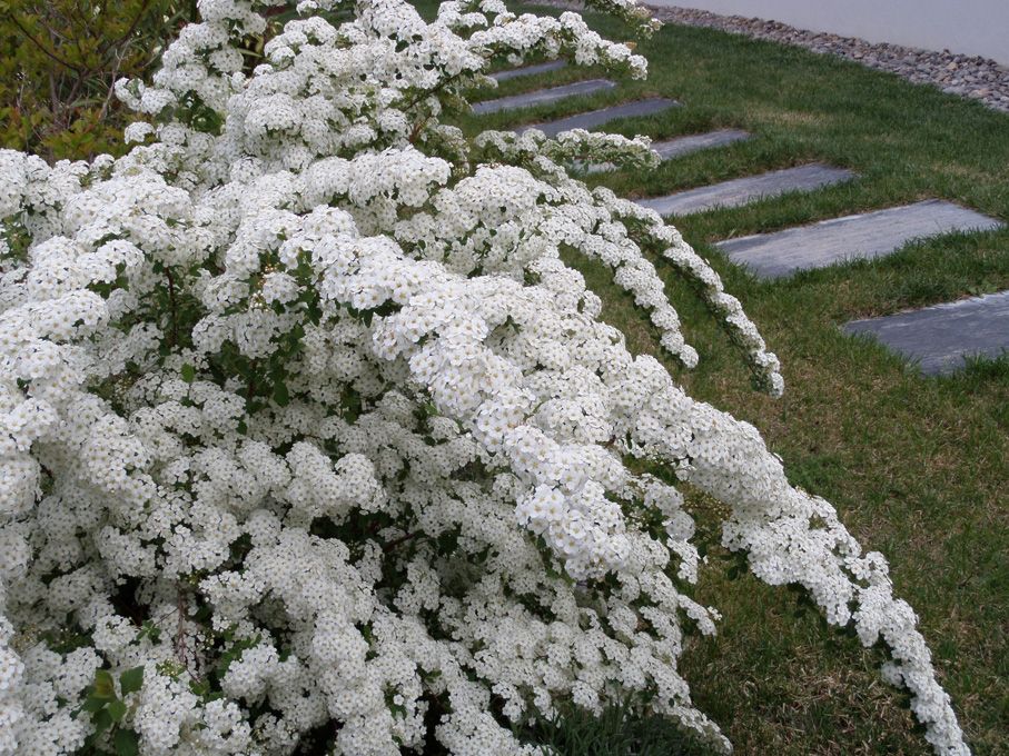 Les fleurs blanches au 29 avril 2018