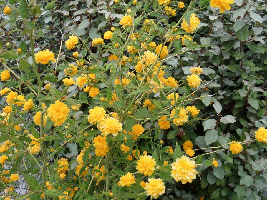 Les fleurs jaunes au 29 avril 2018