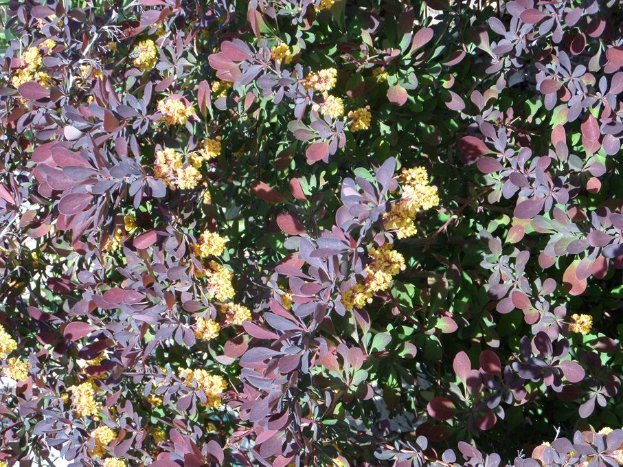 Les fleurs jaunes au 29 avril 2018