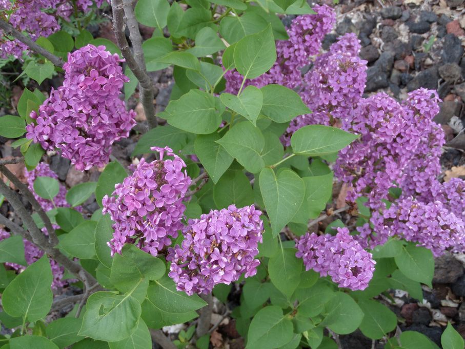 Les fleurs roses et violettes au 29 avril 2018