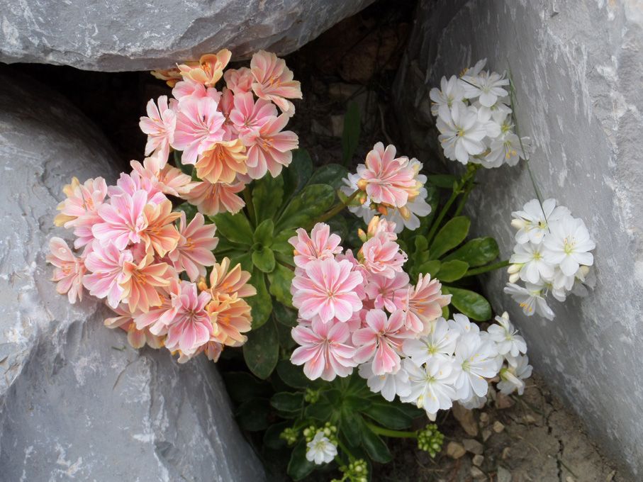 Les fleurs roses et violettes au 29 avril 2018