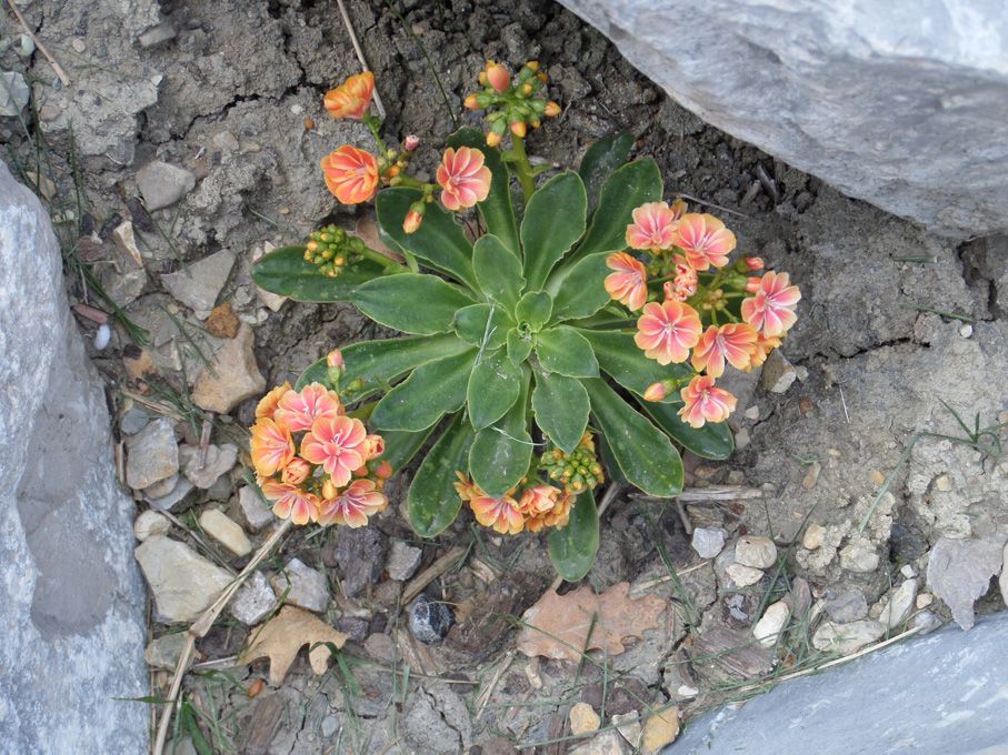 Les fleurs roses et violettes au 29 avril 2018