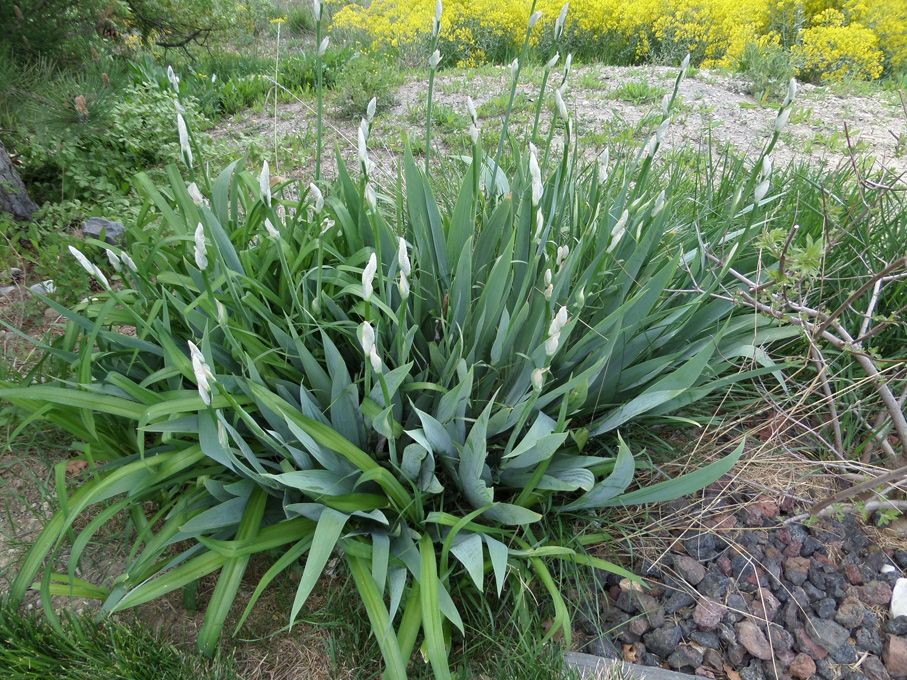 La verdure au 29 avril 2018