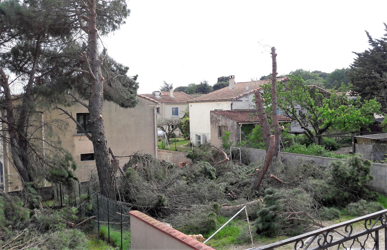 Élagage des arbres (partie 1)