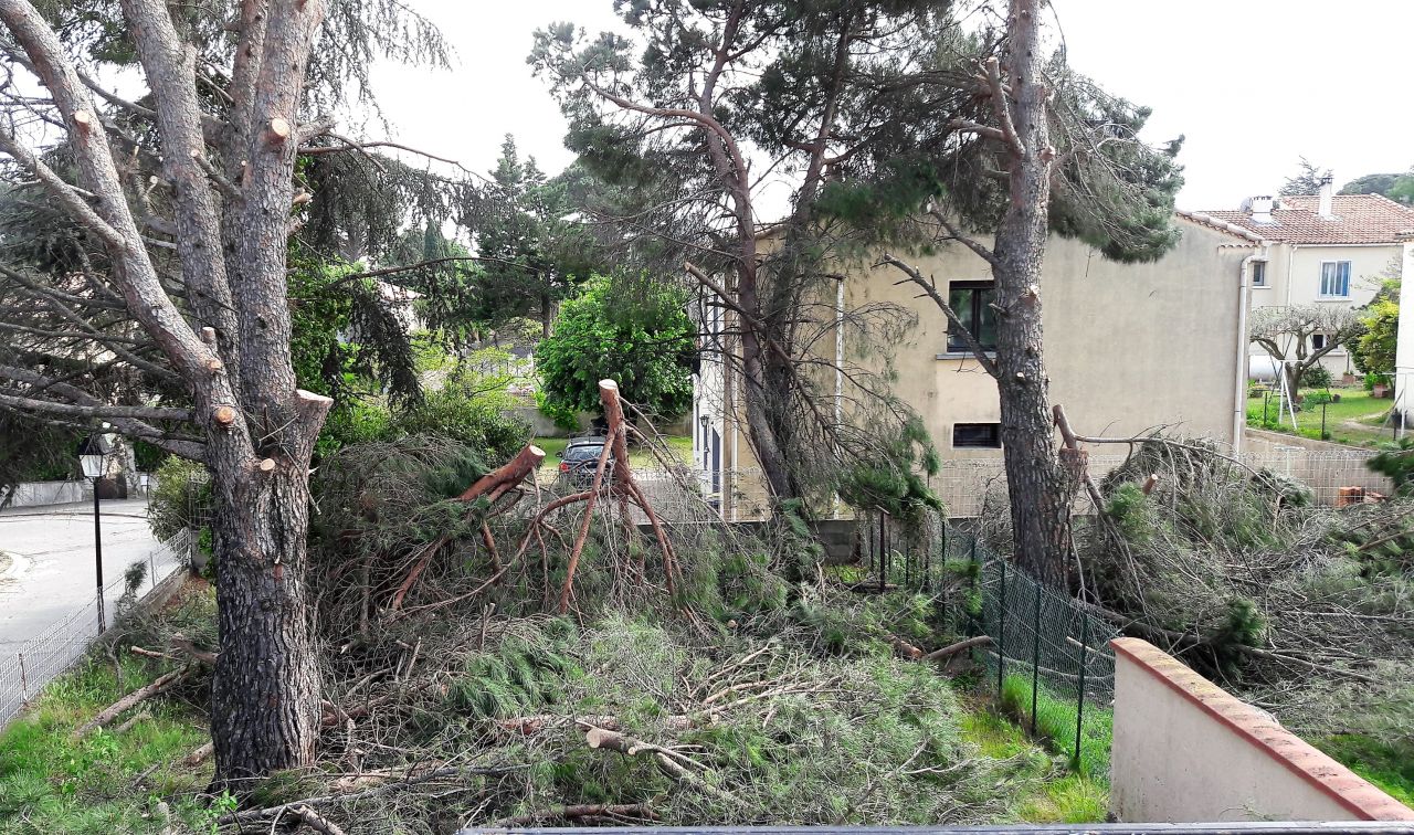Élagage des arbres (partie 1)