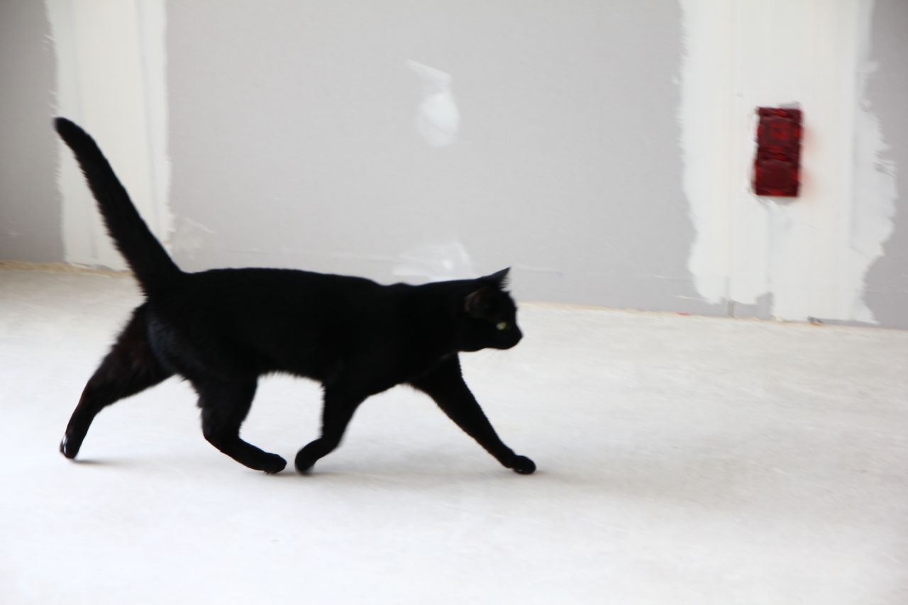 notre petite chatoune