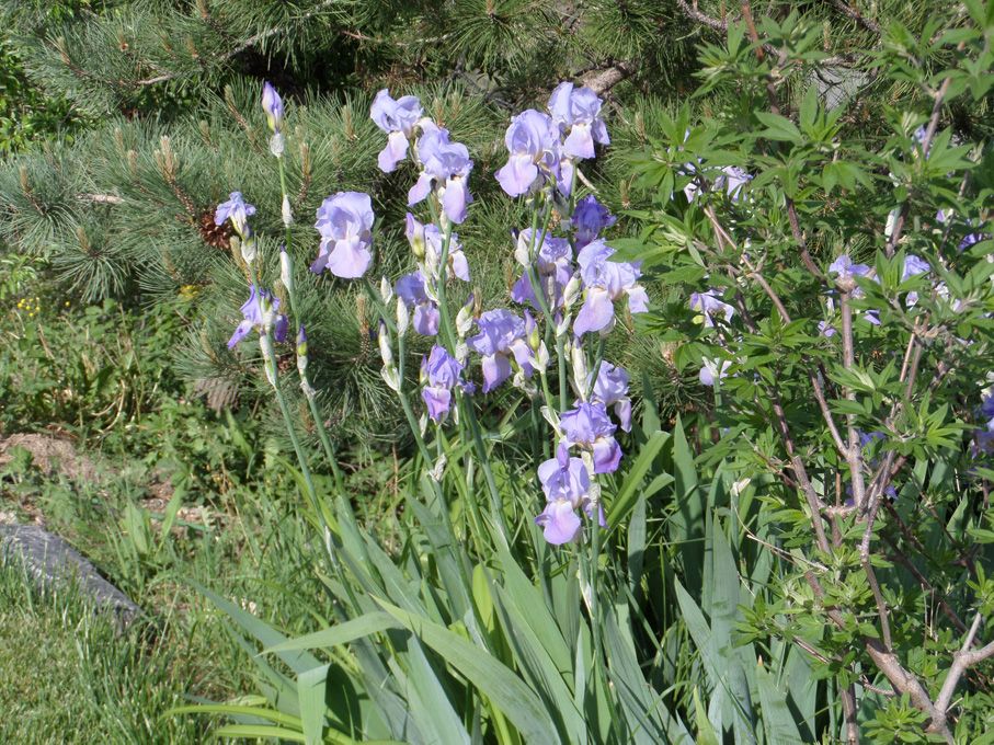 Les floraisons en ce 20 mai 2018