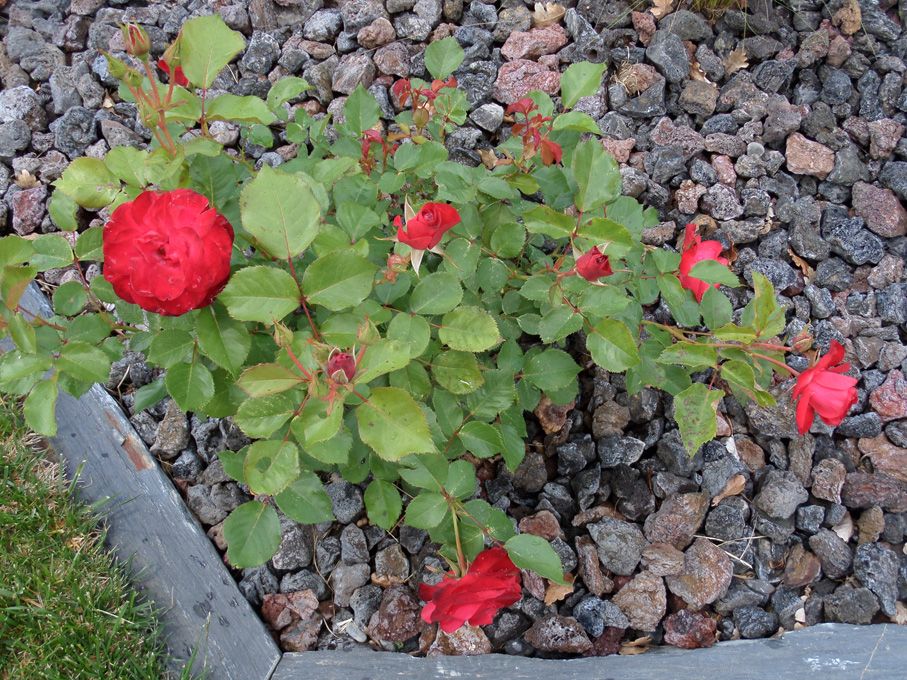 Les floraisons en ce 20 mai 2018
