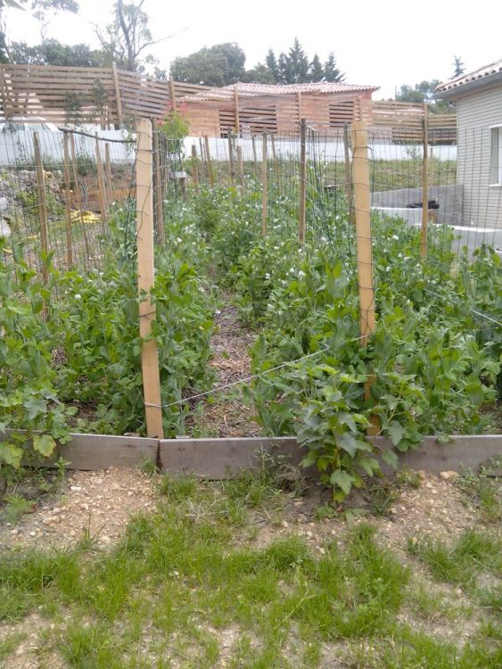Pois gourmands palissés et tomates ou oignons en inter-rang