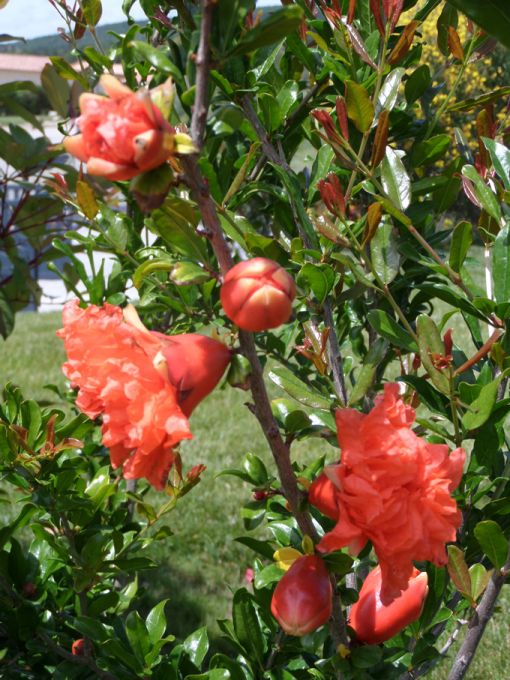 Les floraisons au 03 juin 2018
