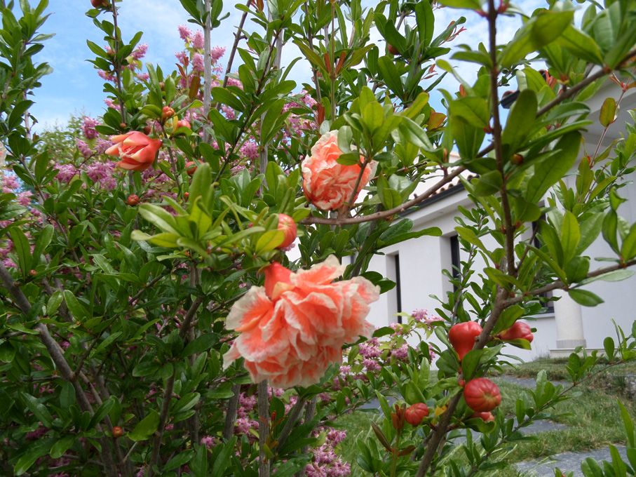 Les floraisons au 03 juin 2018