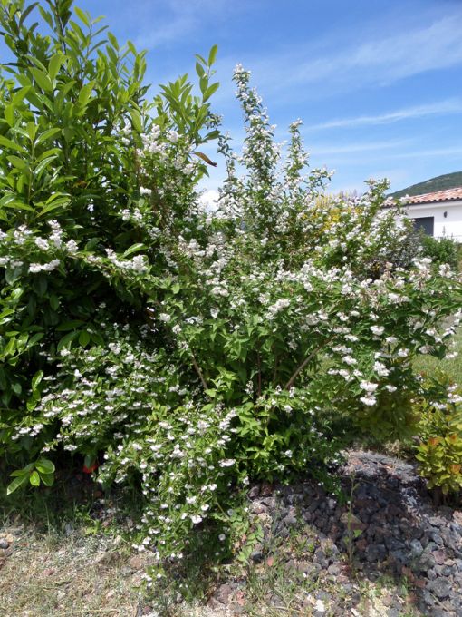 Les floraisons au 03 juin 2018