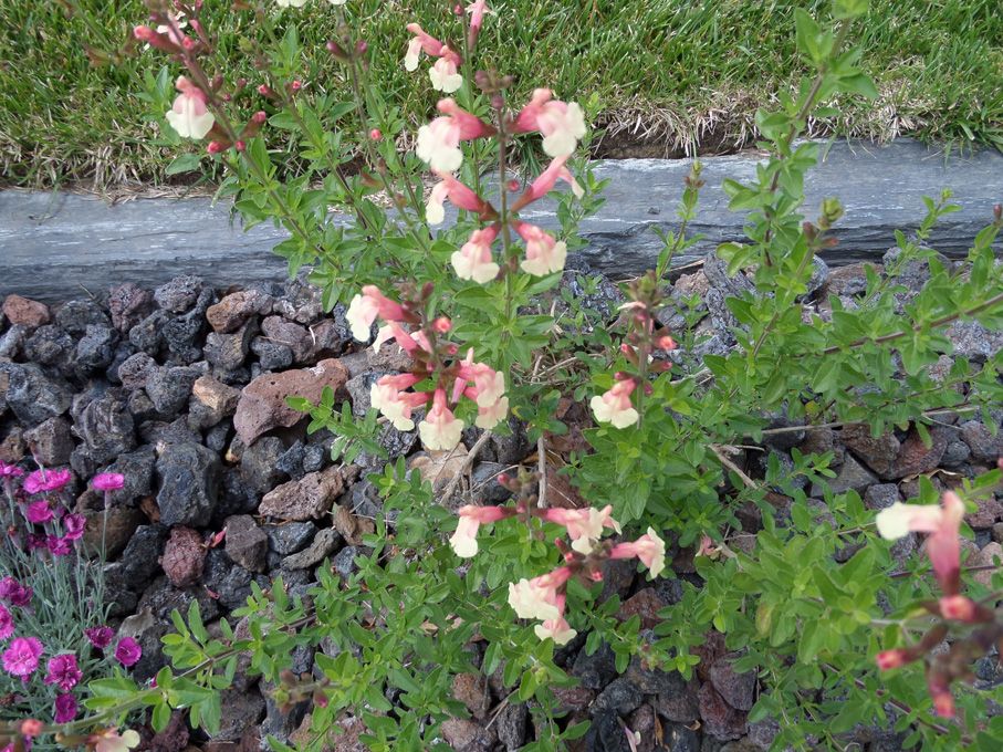 Les floraisons au 03 juin 2018
