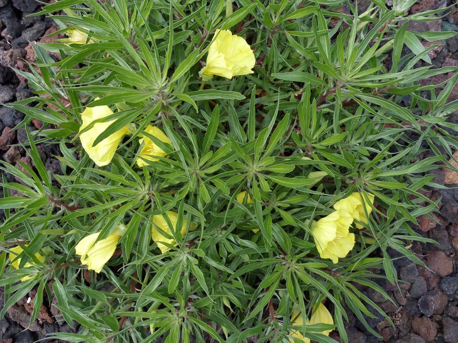 Les floraisons au 03 juin 2018