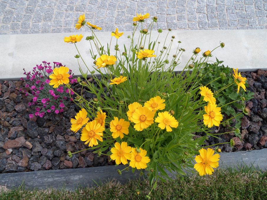 Les floraisons en ce 03 juin 2018