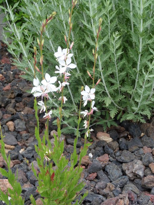 Les floraisons en ce 03 juin 2018