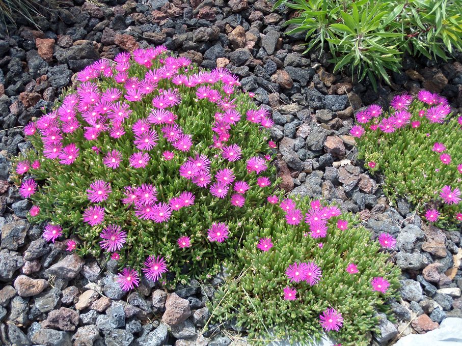 Les floraisons en ce 03 juin 2018