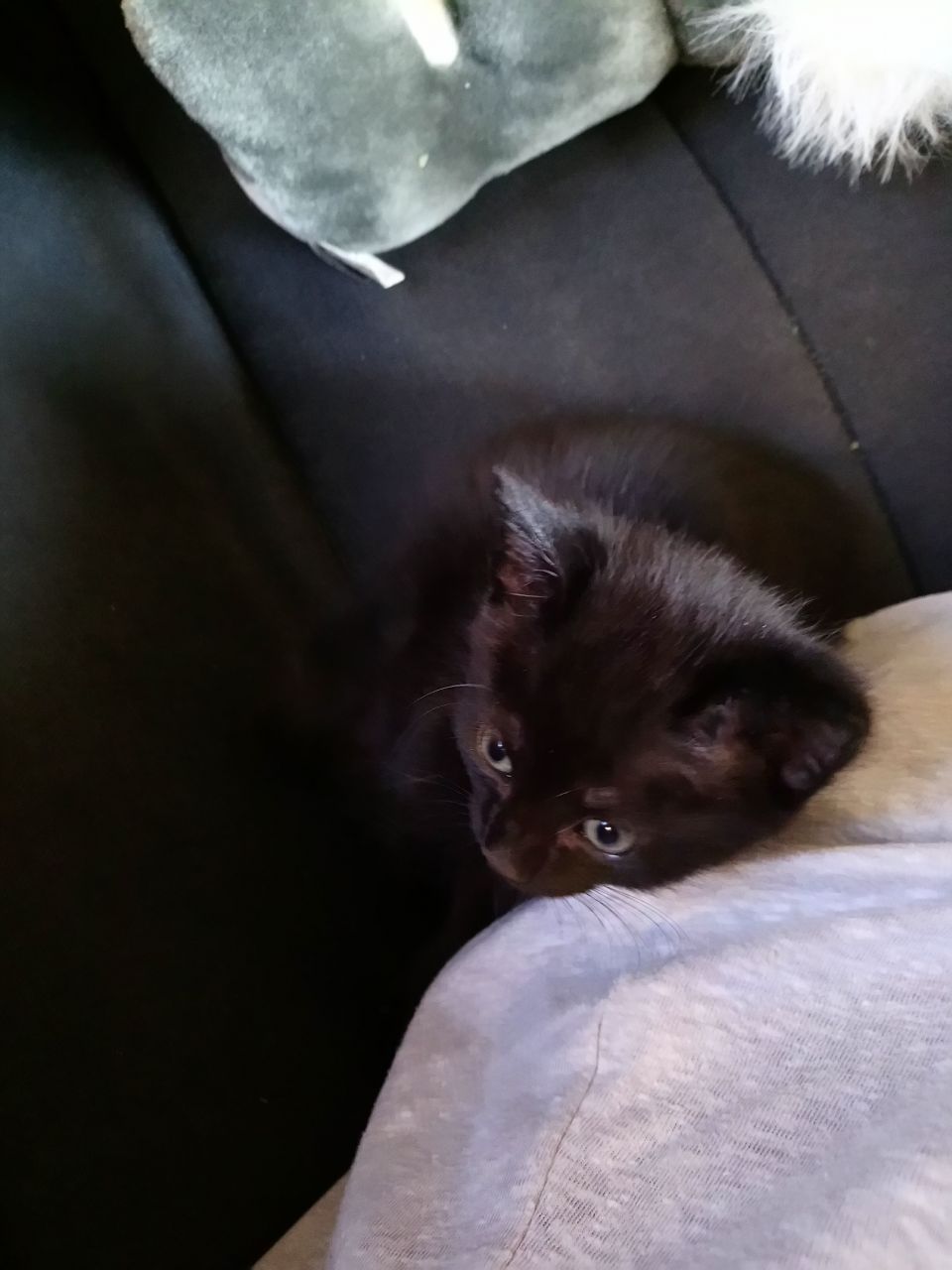 Kaya