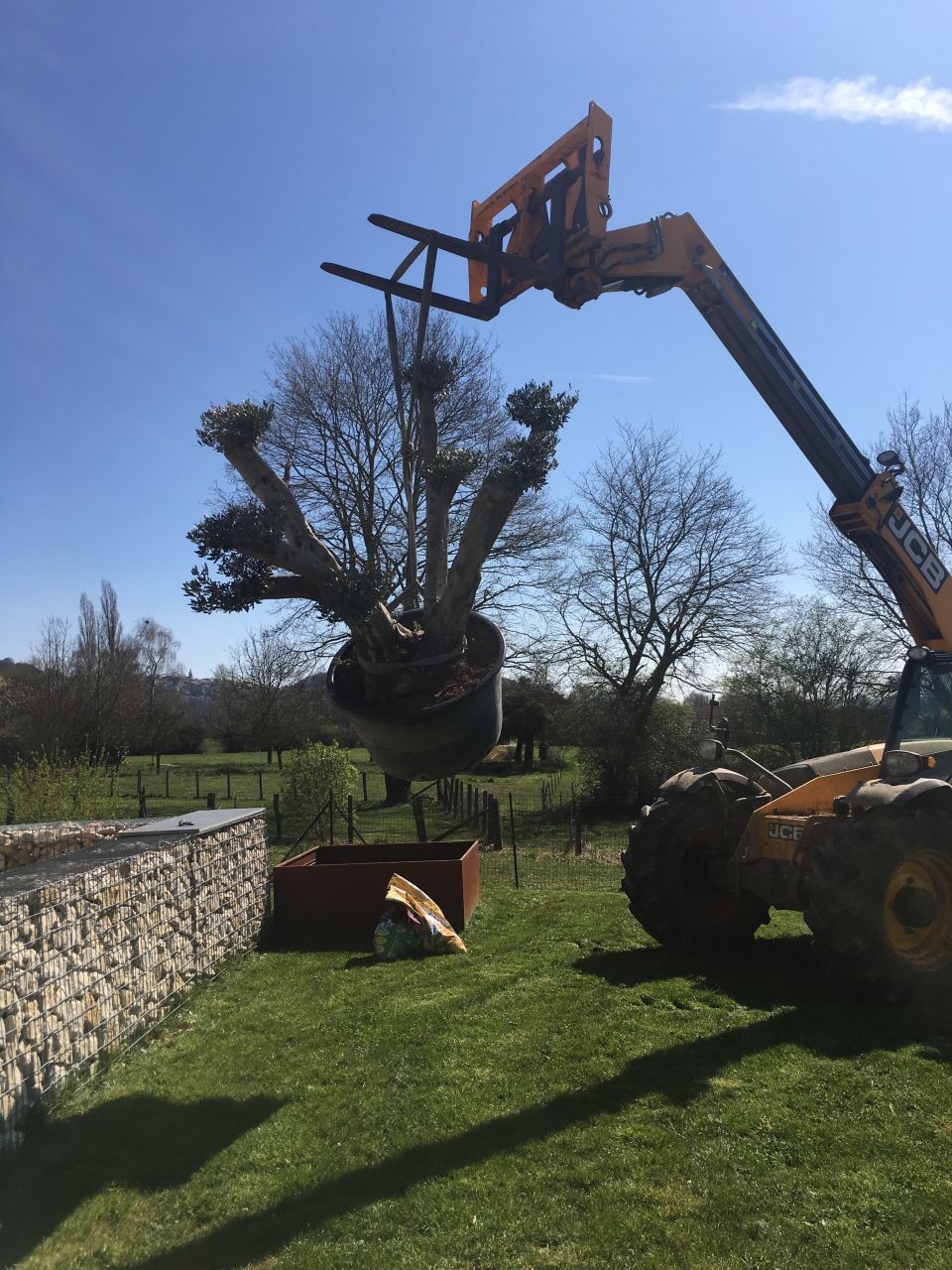 Plantation olivier