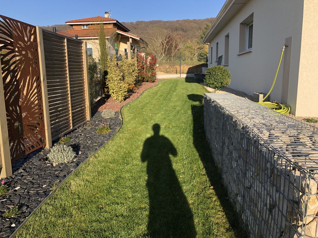 Plantation olivier